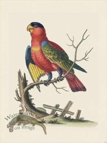 Edwards 171 Second Capped Lory